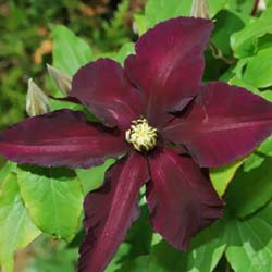 Clematis 'Black Tea'